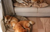什么牌子狗粮最好最健康