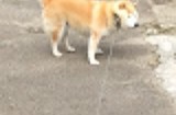 小狗为什么不吃饭
