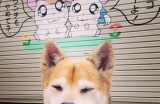 小狗流鼻涕不吃饭没精神怎么办